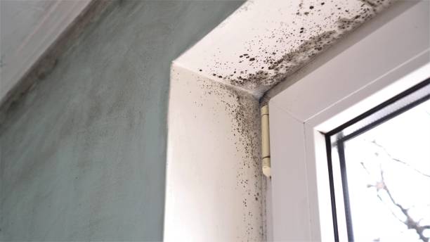 Best Post-Construction Mold Inspection  in Smithfield, NC