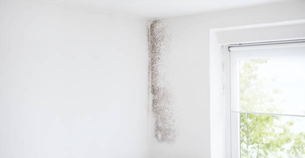 Best HVAC Mold Inspection and Cleaning  in Smithfield, NC