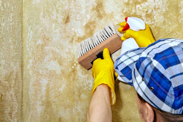 Reliable Smithfield, NC Mold Removal Solutions