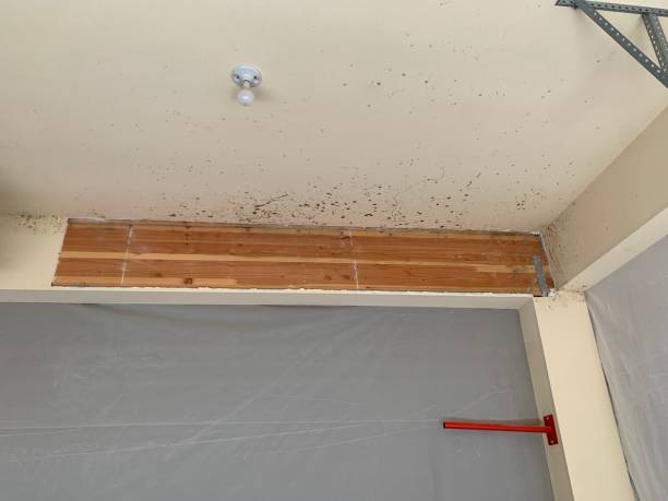 Best Comprehensive Air Testing for Mold Contaminants  in Smithfield, NC