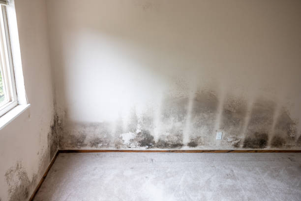 Best Dehumidification Services  in Smithfield, NC